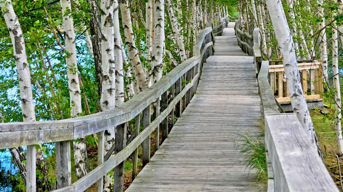 A walkway through the birches in the Waterfowl Park in the heart of Sackville New Brunswick