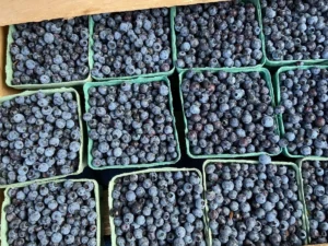 Bouctouche Farmers Market 2 295545168 464483232351632 3837915174767304422 n